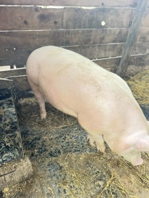 De vânzare porci rasa marele alb 