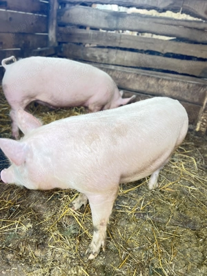 De vânzare porci rasa marele alb  - imagine 5