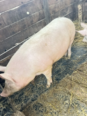 De vânzare porci rasa marele alb  - imagine 2