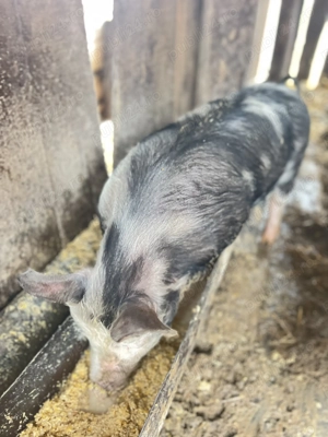 De vânzare purcica rasă pietrar