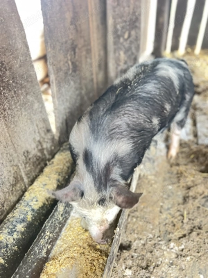 De vânzare purcica rasă pietrar - imagine 2