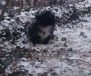 Donez cățeluși metis,pechinez maidanez - imagine 2