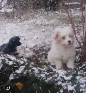 Donez cățeluși metis,pechinez maidanez - imagine 3