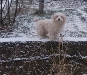 Donez cățeluși metis,pechinez maidanez - imagine 4