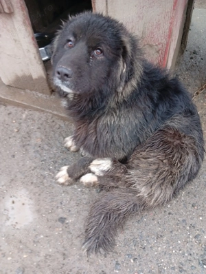 Vind cățelușă de rasă Ciobanesc 