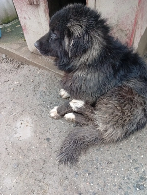 Vind cățelușă de rasă Ciobanesc  - imagine 2