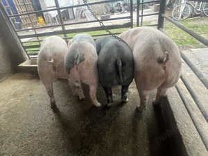Porci de vânzare  - imagine 3