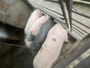 Porci de vânzare  - imagine 4