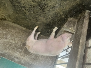 Porci de vânzare  - imagine 2