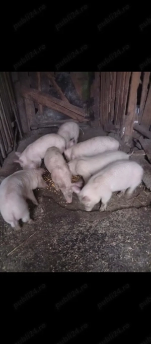 Purcei de vînzare in Bălcești Gorj 