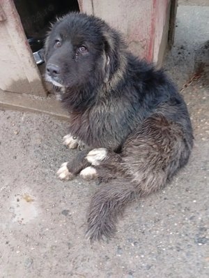 Vind cățelușă de rasă Ciobanesc  - imagine 3