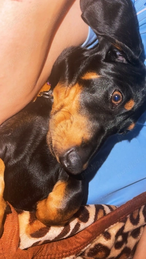 Cățel de rasă Teckel - imagine 2