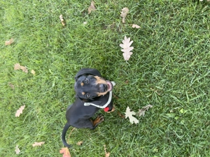 Cățel de rasă Teckel - imagine 4