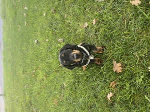 Cățel de rasă Teckel - imagine 3