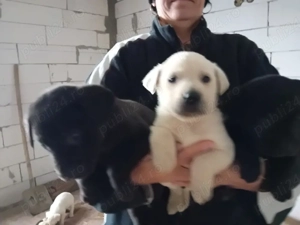 Cătei de Labrador Retriver - imagine 3