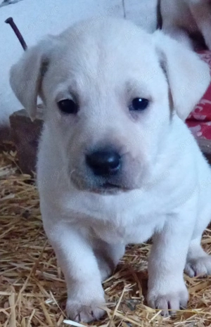 Cătei de Labrador Retriver - imagine 2