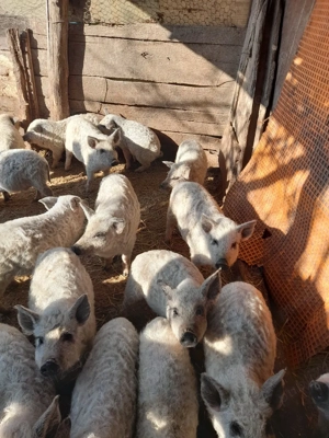 Vând porci mangaliță - imagine 2