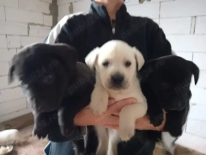 Cătei de Labrador Retriver - imagine 4