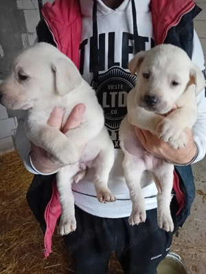 Cătei de Labrador Retriver - imagine 5