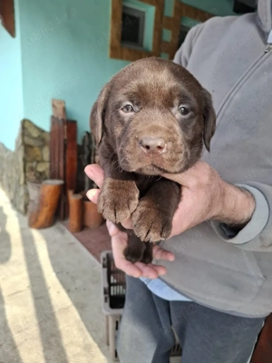 Labrador retriever ciocolatiu negru