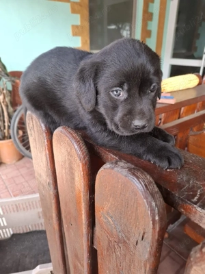 Labrador retriever ciocolatiu negru - imagine 3