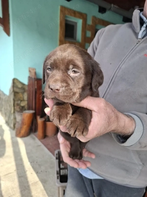 Labrador retriever ciocolatiu negru - imagine 2