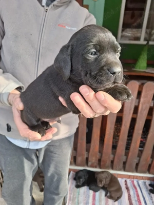 Labrador retriever ciocolatiu negru - imagine 4