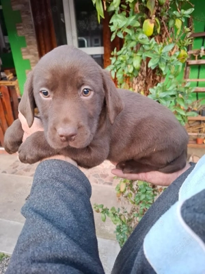 Labrador retriever negru cioco - imagine 3