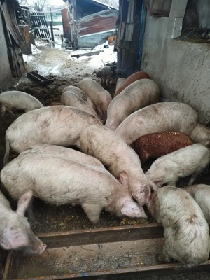Vând porci  - imagine 3