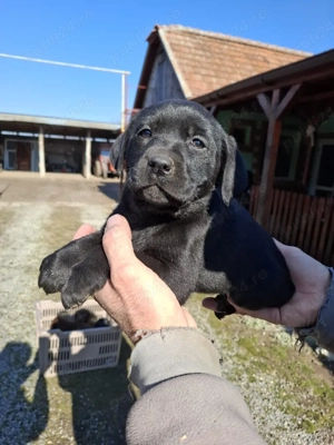 Labrador retriever negru cioco - imagine 2