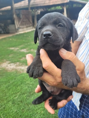 Labrador retriever negru cioco - imagine 4