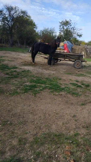 vand cal urgent!!! - imagine 2