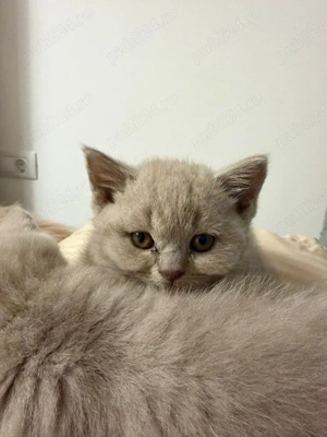 Puiuți British Shorthair Lilac  - imagine 3