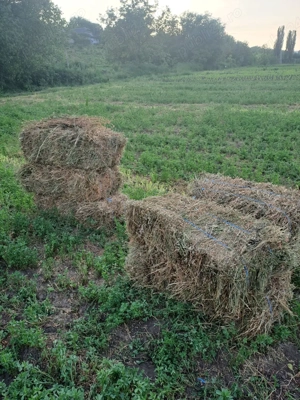 Vând baloți de lucernă
