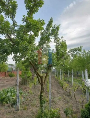 950 mp intravilan Chiscani deschidere 50m la sosea - imagine 4