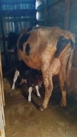 vand vaca cu vitel - imagine 2