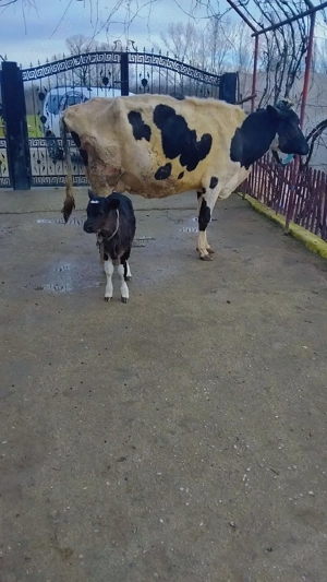 vand vaca cu vitel - imagine 3