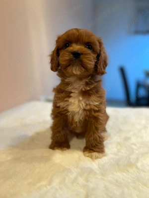 băiețel cavapoo pudel maltipoo - imagine 2