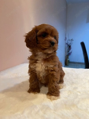 băiețel cavapoo pudel maltipoo - imagine 3