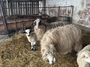 Vând oi tinere cu miei - imagine 5