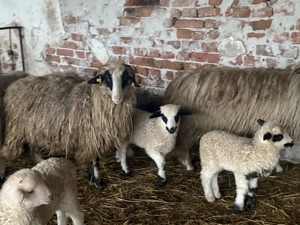 Vând oi tinere cu miei - imagine 2