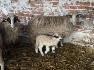 Vând oi tinere cu miei - imagine 3