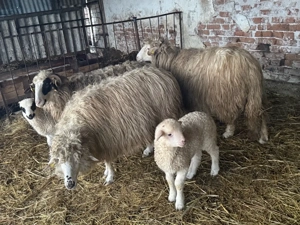 Vând oi tinere cu miei