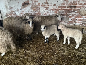 Vând oi tinere cu miei - imagine 4
