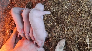 Purcei durok pur cu certificat  - imagine 5