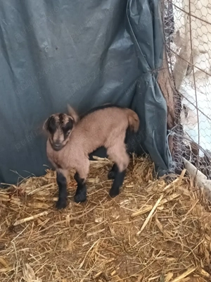 Vand 3 iede si 2 tapi de cateva zile - imagine 2