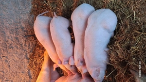 Purcei durok pur cu certificat  - imagine 4