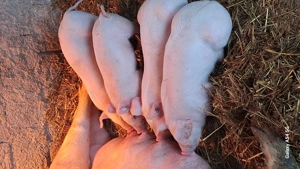 Purcei durok pur cu certificat  - imagine 3