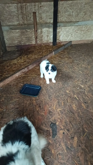 Căței Ciobanesc de Bucovina 