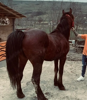 Armăsar de vânzare 